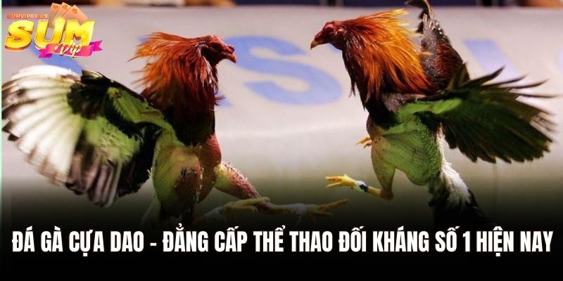 Đá Gà Cựa Dao – Hình Thức Cá Cược Hot Nhất Tại Sumvip 1 Đá gà cựa dao – Đẳng cấp thể thao đối kháng số 1 hiện nay