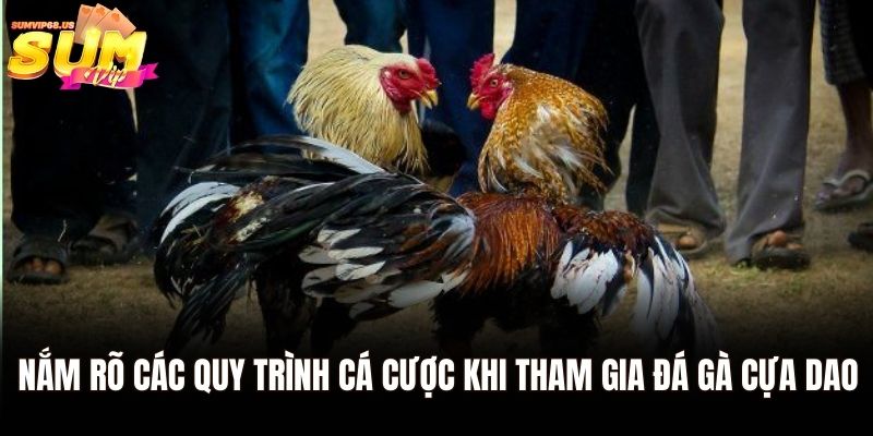 Đá Gà Cựa Dao – Hình Thức Cá Cược Hot Nhất Tại Sumvip 2 Nắm rõ các quy trình cá cược khi tham gia đá gà cựa dao