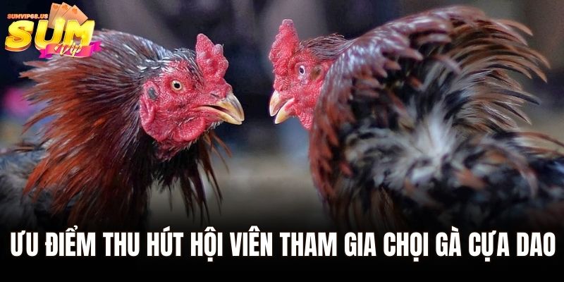 Đá Gà Cựa Dao – Hình Thức Cá Cược Hot Nhất Tại Sumvip 3 Ưu điểm thu hút hội viên tham gia chọi gà cựa dao