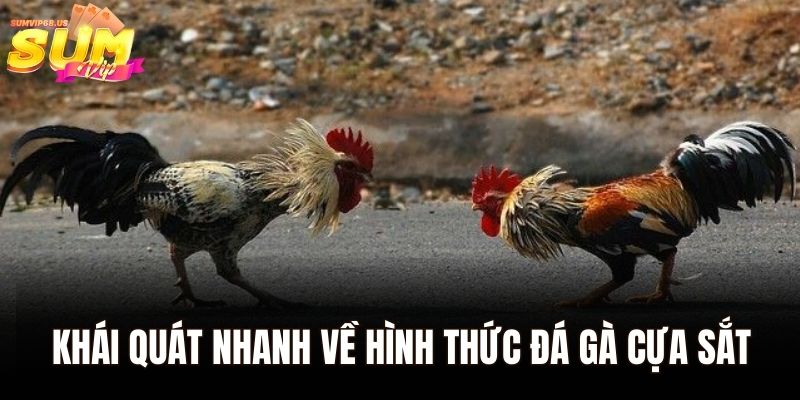 Đá Gà Cựa Sắt Sumvip | Thách Thức Những Chiến Binh Huyền Thoại 1 Khái quát nhanh về hình thức đá gà cựa sắt