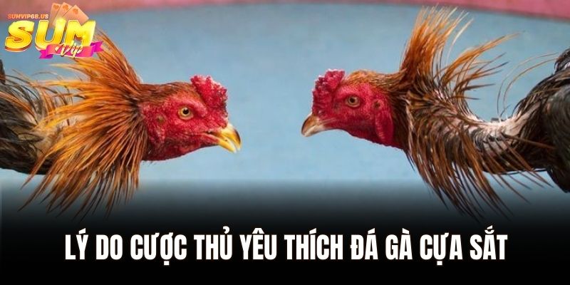 Đá Gà Cựa Sắt Sumvip | Thách Thức Những Chiến Binh Huyền Thoại 2 Lý do cược thủ yêu thích đá gà cựa sắt