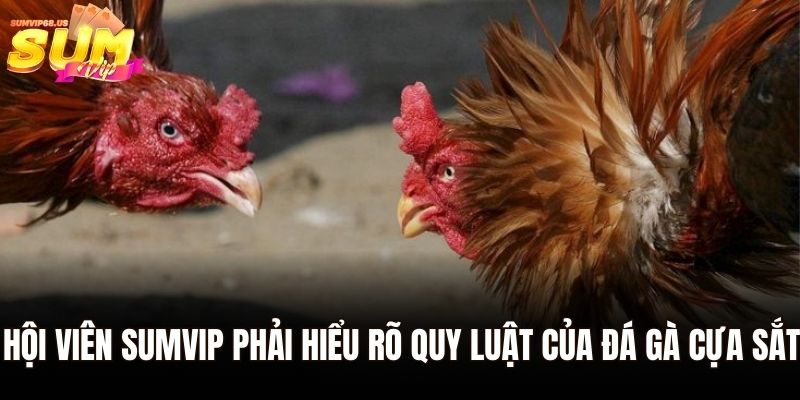 Đá Gà Cựa Sắt Sumvip | Thách Thức Những Chiến Binh Huyền Thoại 3 Hội viên Sumvip phải hiểu rõ quy luật của đá gà cựa sắt