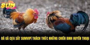 Đá Gà Cựa Sắt