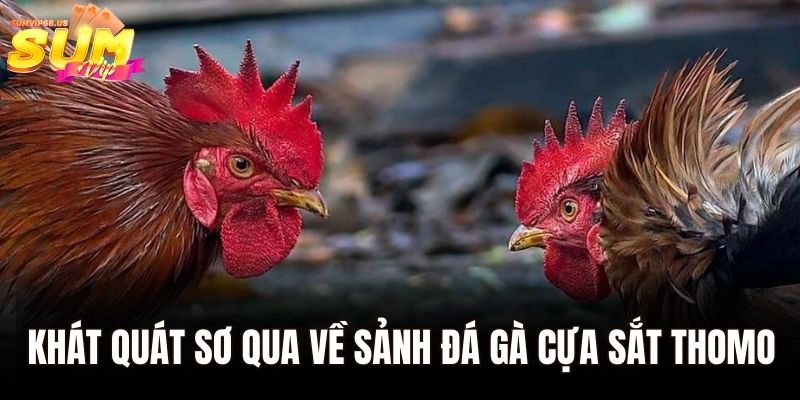 Đá gà cựa sắt Thomo - Tham Gia Giải Đấu Kịch Tính Tại Sumvip 1 Khát quát sơ qua về sảnh đá gà cựa sắt Thomo