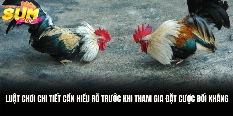 Đá gà cựa sắt Thomo - Tham Gia Giải Đấu Kịch Tính Tại Sumvip 2 Luật chơi chi tiết cần hiểu rõ trước khi tham gia đặt cược đối kháng