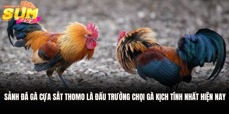 Đá gà cựa sắt Thomo - Tham Gia Giải Đấu Kịch Tính Tại Sumvip 3 Sảnh đá gà cựa sắt Thomo là đấu trường chọi gà kịch tính nhất hiện nay