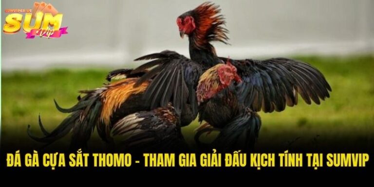 Đá gà cựa sắt Thomo