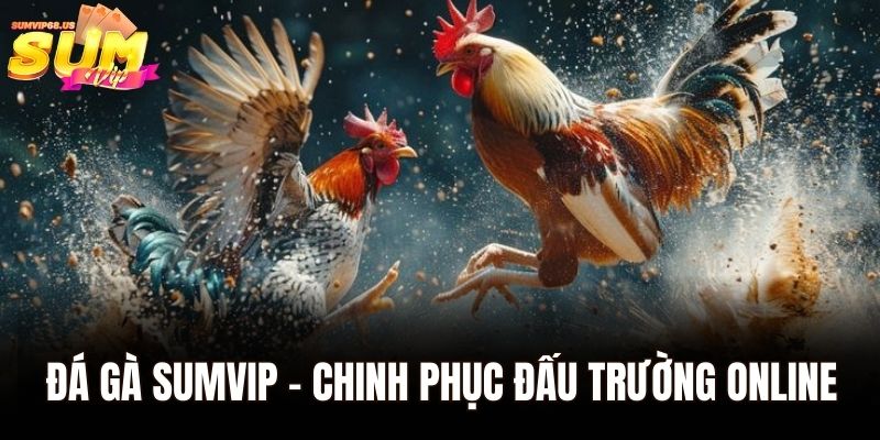 Đá gà Sumvip - Chinh phục đấu trường online