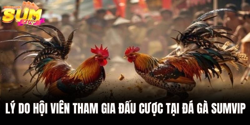 Lý do hội viên tham gia đấu cược tại đá gà Sumvip