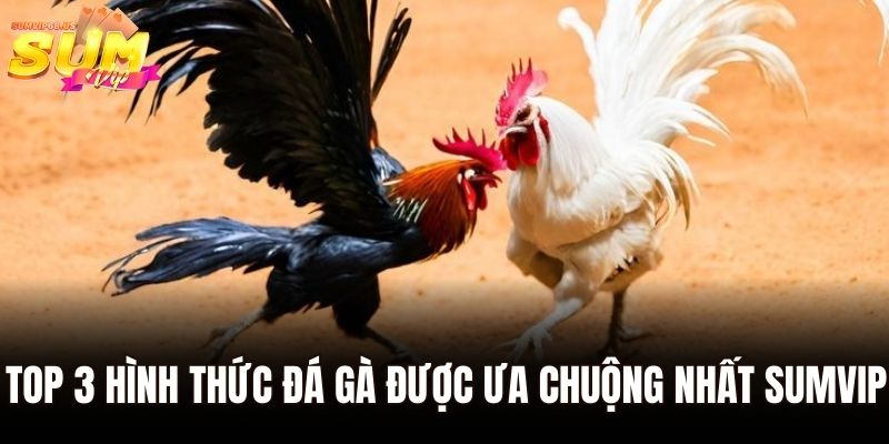 Top 3 hình thức đá gà được ưa chuộng nhất Sumvip