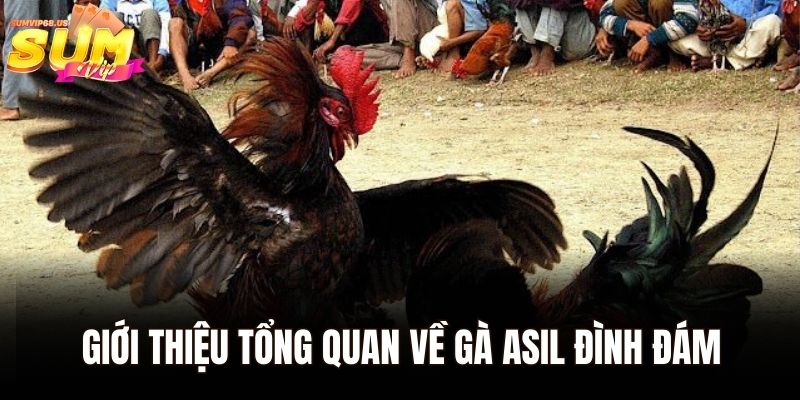 Gà Asil - Sân Chơi Cá Cược Đá Gà Hàng Đầu Châu Á 1 Giới thiệu tổng quan về gà Asil đình đám