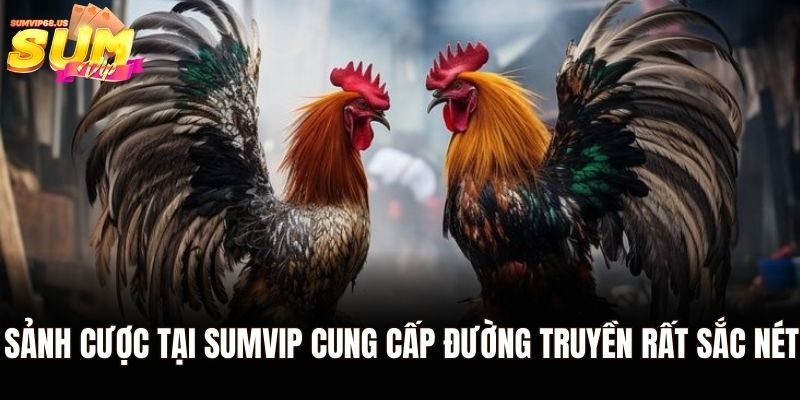 Gà Asil - Sân Chơi Cá Cược Đá Gà Hàng Đầu Châu Á 2 Sảnh cược tại Sumvip cung cấp đường truyền rất sắc nét