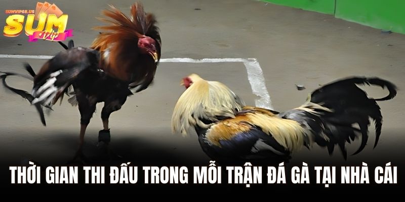 Gà Asil - Sân Chơi Cá Cược Đá Gà Hàng Đầu Châu Á 3 Thời gian thi đấu trong mỗi trận đá gà tại nhà cái