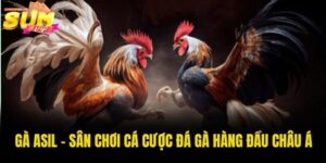Gà Asil