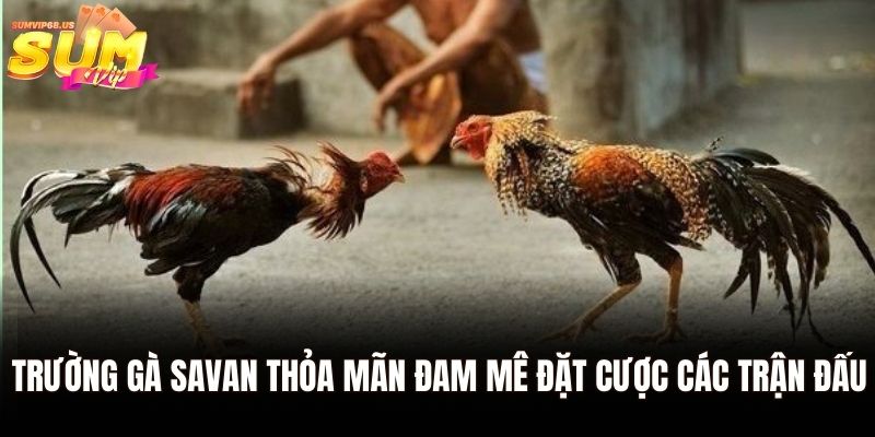 Trường gà Savan Sumvip - Nơi Hội Tụ Những Trận Đấu Đỉnh Cao 1 Trường gà Savan thỏa mãn đam mê đặt cược các trận đấu