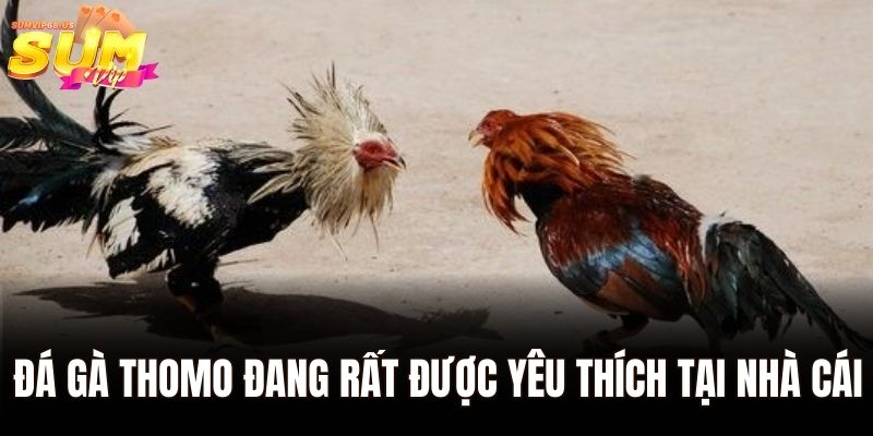 Trường gà Savan Sumvip - Nơi Hội Tụ Những Trận Đấu Đỉnh Cao 2 Đá gà Thomo đang rất được yêu thích tại nhà cái