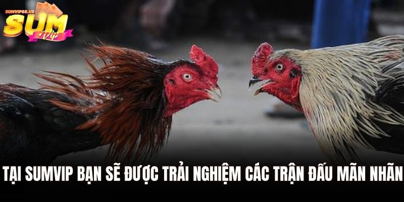 Trường gà Savan Sumvip - Nơi Hội Tụ Những Trận Đấu Đỉnh Cao 3 Tại Sumvip bạn sẽ được trải nghiệm các trận đấu mãn nhãn